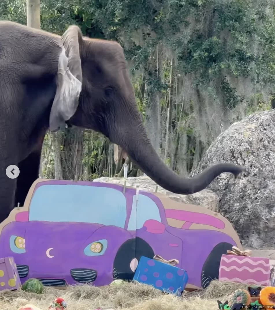 Luna the elephant eating enrichment treats during her 16th birthday celebration at Disney's Animal Kingdom